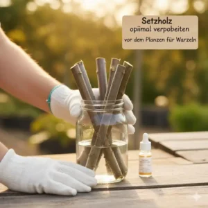 Setzholz pflanzen günstig vorbereiten: Tipps zum Einweichen.